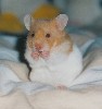Candy the Hamster
