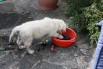 Bella gardening