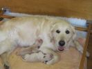 Bonnie and newborn pups