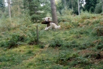 Over fence with pheasant