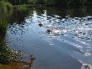 Enjoying a swim