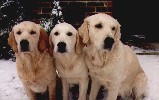 Chrissy, Lilly and Rosie