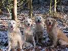 Dogs enjoying the snow