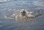 Retrieving from water