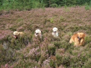 Paying attention in the heather