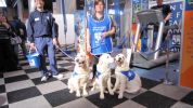 Crufts AHT 2012