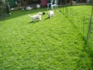 Pups running