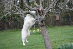 Roxy jumping up a tree