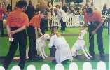 Crufts