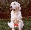 Rosie with Obedience Trophy